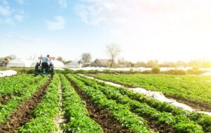 Rolnik na traktorze wśród upraw – nawożenie gleby na plantacji roślin