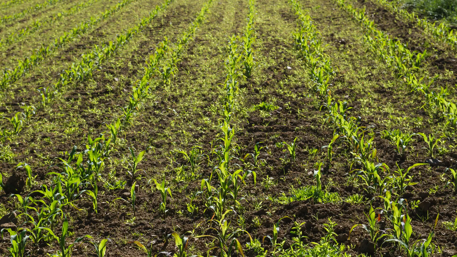Magnez a nawożenie azotowe dlaczego jest tak ważny?